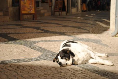 Relaxed dog naps on patterned cobblestone street in warm sunlight, urban scen Stock Photos