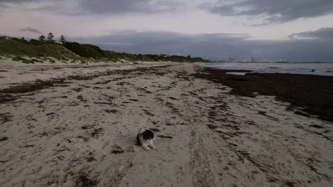 A relaxed dog on a Perth beach in Western Australia early evening tracking Stock Footage 313574747