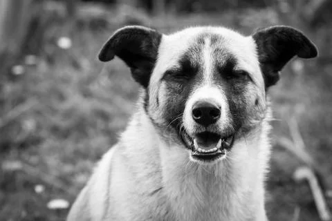 Relaxed dog Foto stock