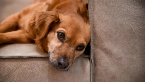 Relaxed dog resting on couch. Stock Footage 305371780
