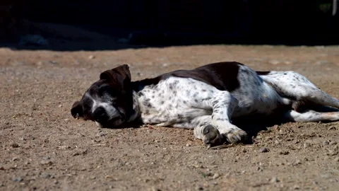 Relaxed dog resting on the soil under the sun. Video 4K Stock Footage 337736324