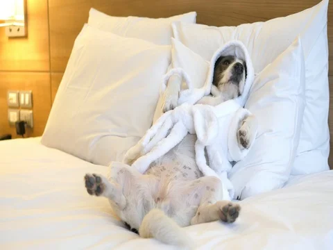 Relaxed Dog Wearing Bathrobe Lying on Bed Stock Footage 80427615