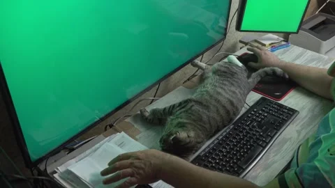 Relaxed Domestic Cat Looking at Computer Screen on Desk Stock Footage 336542080