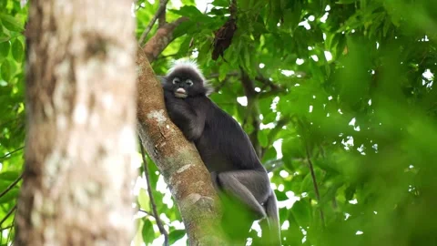 Relaxed Dusky Leaf Monkey Resting on Tree Trunk in Canopy Stock Footage 346571222