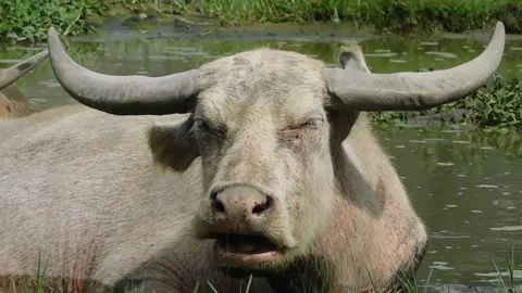 Relaxed Expression Stock Footage 237454245