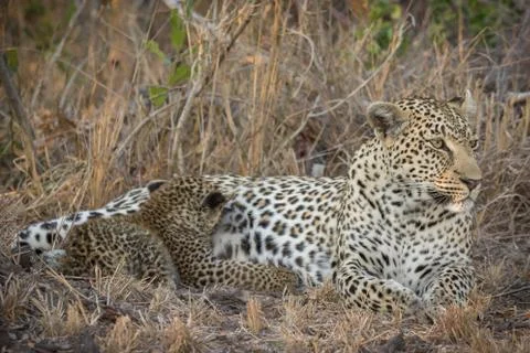 Relaxed female leopard with tiny cub suckling. Stock Photos