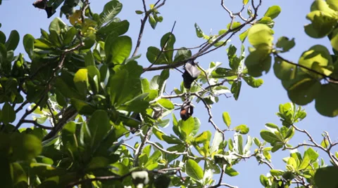 Relaxed flying foxes sleeping on the tree during day Video stock 39018742