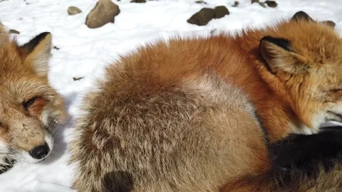 Relaxed Fox Pausing in Peaceful Winter Setting Video stock 334116743