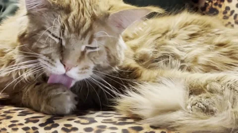 Relaxed Ginger Cat Grooming Itself While Lying in Leopard Pattern Armchair Stock Footage 326890371