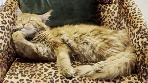 Relaxed Ginger Cat Grooming Itself While Lying in Leopard Pattern Armchair Stock Footage 326891533