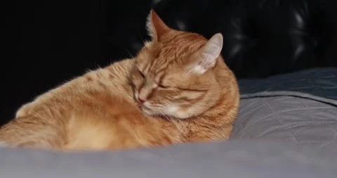 Relaxed ginger cat grooming itself on a comfortable surface Stock Footage 339067108