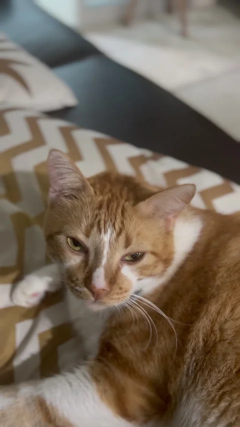 Relaxed Ginger Cat Lying on a Couch with Soft Light and Shallow Depth of Field Video stock 311026770