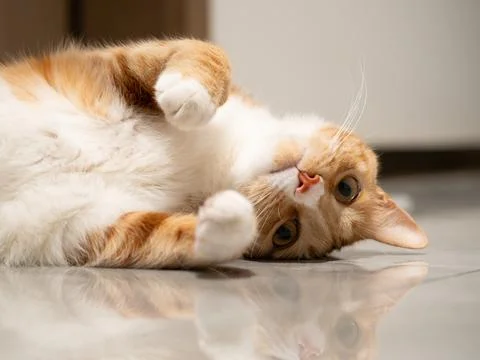 Relaxed ginger cat lying on his back  looking at the camera. Stock Photos