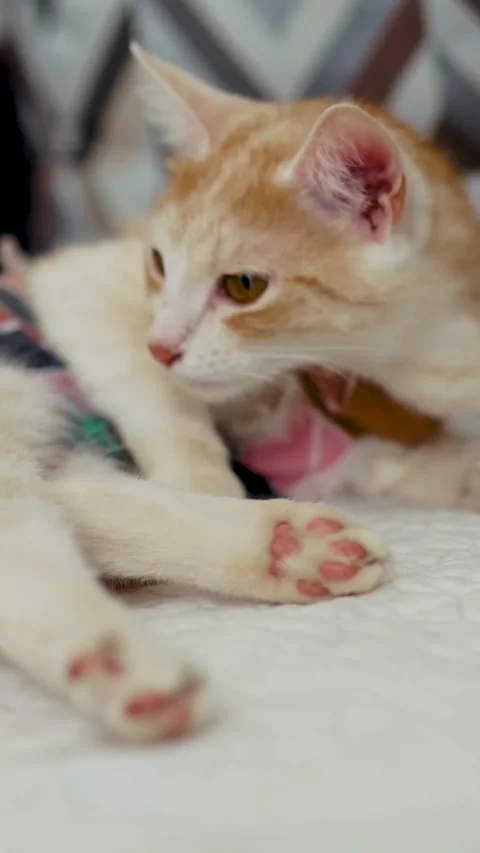 Relaxed ginger cat stretching in yellow post surgery bodysuit Stock Footage 341856480