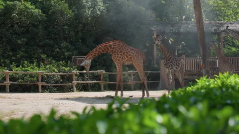 Relaxed giraffe lying calmly in shaded leafy enclosure under bright sun Stock Footage 330416380