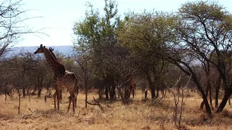 Relaxed giraffes Stock Footage 51718515