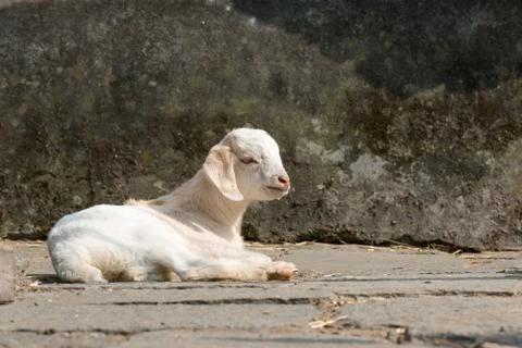 Relaxed goat Stock Photos