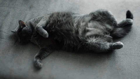 Relaxed Gray Cat Lying on Back and Sleeping on Sofa at Home 動画素材 345292095
