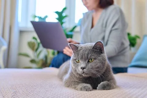 Relaxed gray cat lying on bed, woman with laptop in out of focus Stock Photos