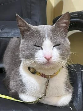 Relaxed grey and white cat resting on chair Stock Photos