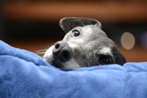 Relaxed Greyhound Stockfoto's