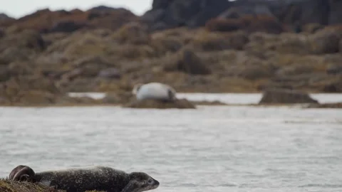Relaxed Harbor Seals (Phoca vitulina) Lounging on Seaweed-Covered Rocks Along th Stock Footage 327273440