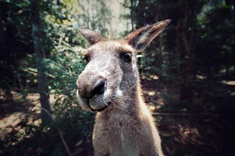 Relaxed kangaroo head shot Stock Photos