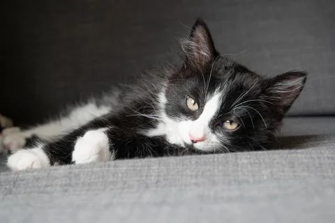 Relaxed Kitten Portrait Stock Photos