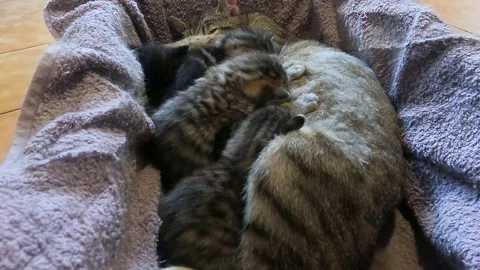 Relaxed kittens Video stock 240339238