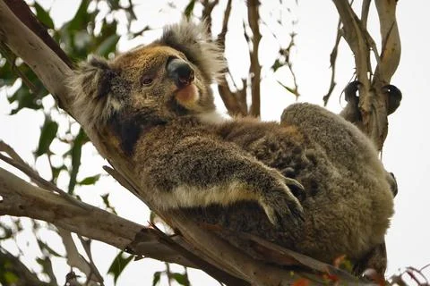 Relaxed Koala Resting on Eucalyptus Tree Stock Photos