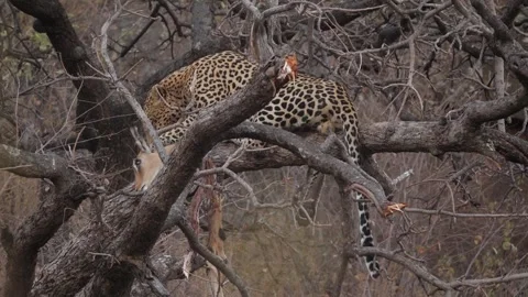 Relaxed leopard perched in branch casually gnaws on remains of impala carcass Stock Footage 302196531