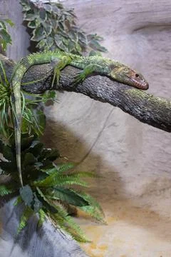 Relaxed lizard lying on a branch Stock Photos