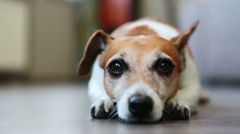 Relaxed lying resting dog Vídeo Stock 53357007