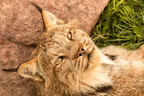 Relaxed lynx Stock-Fotos