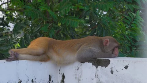 Relaxed macaque monkey resting on a white wall Stock Footage 344530268