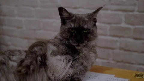 Relaxed Maine Coon on Table Stock Footage 293170120