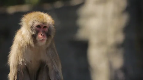 Relaxed Monkey Stock Footage 39147318