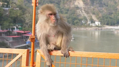 Relaxed monkey on Rishikesh Bridge Stock Footage