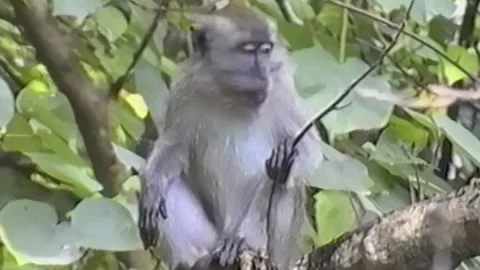Relaxed Monkey Sitting On Branch In Tropical Forest Stock Footage 318851741