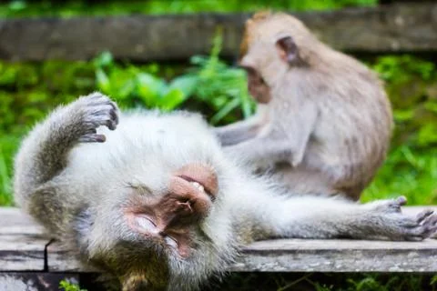 Relaxed monkey is sleeping and get massage by another monkey, Ubud, Bali Stock Photos