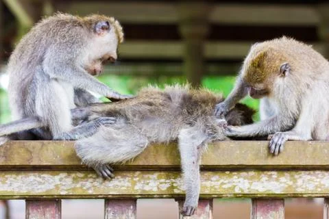 Relaxed monkey is sleeping and get massage by another monkey, Ubud, Bali Stock Photos