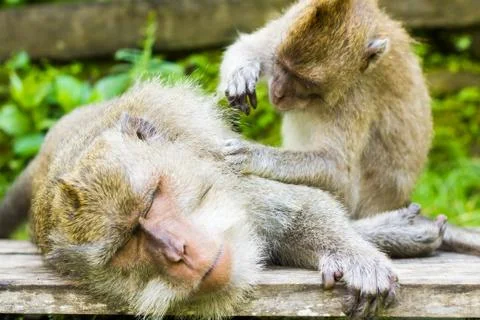 Relaxed monkey is sleeping and get massage by another monkey, Ubud, Bali Stock Photos