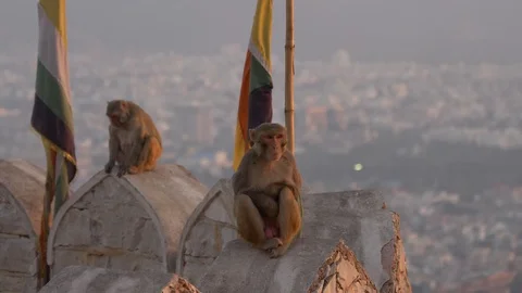 Relaxed monkeys on the wall of monkey temple under sun set Stock Footage 107328541
