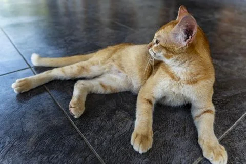 Relaxed Orange Cat on Tile Floor in Natural Light 스톡 사진