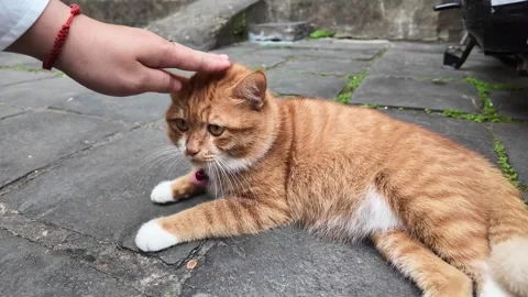 Relaxed orange tabby cat enjoys petting Stock Footage 277487511