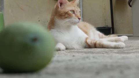 Relaxed Orange Tabby Cat with a Fresh Green Mango Blurred in the Foreground Stock Footage 341869064