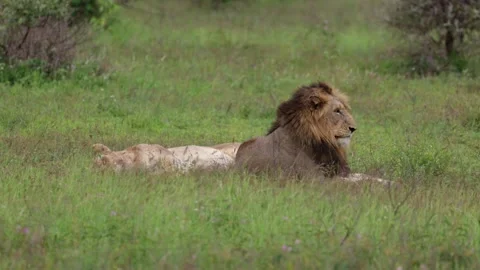 Relaxed pair of mating lions Stock Footage 255785221