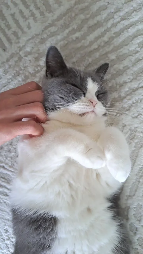 Relaxed pet cat Stock Footage 341273329