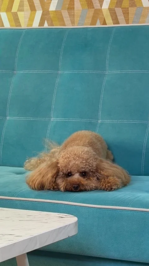 A relaxed poodle resting on a white table against a blue backdrop in a Stock Footage 343770881