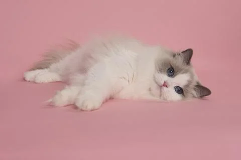 Relaxed Ragdoll cat lying down with blue eyes looking  at the camera on a p.. Stock Photos